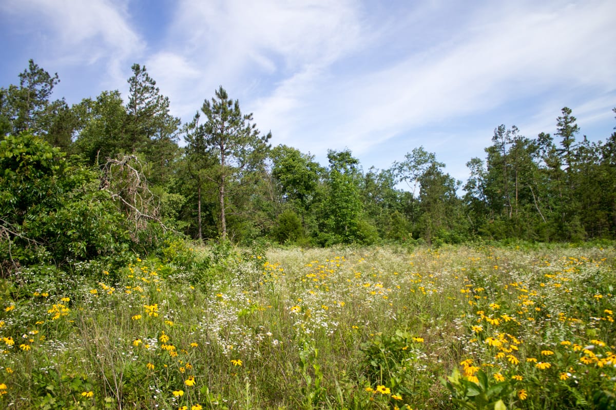 Timber Crossing Tract 31 photo 1