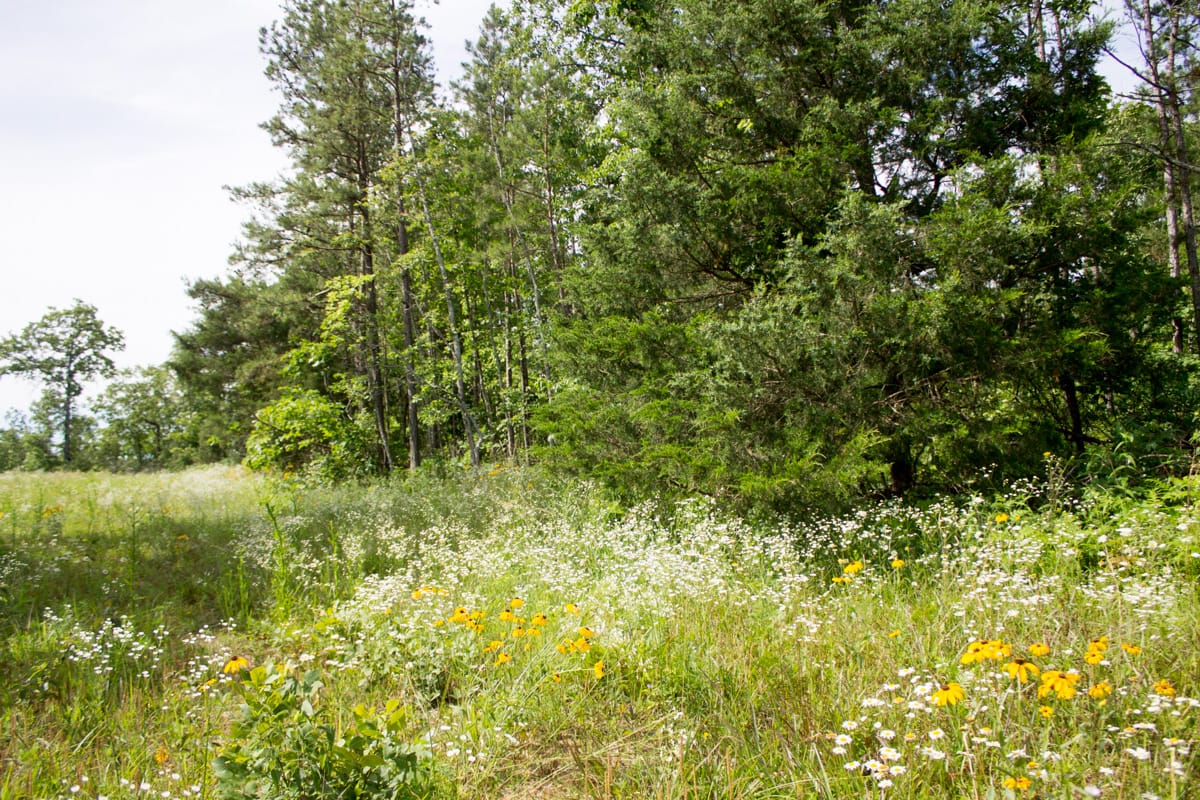 Timber Crossing Tract 31 photo 9
