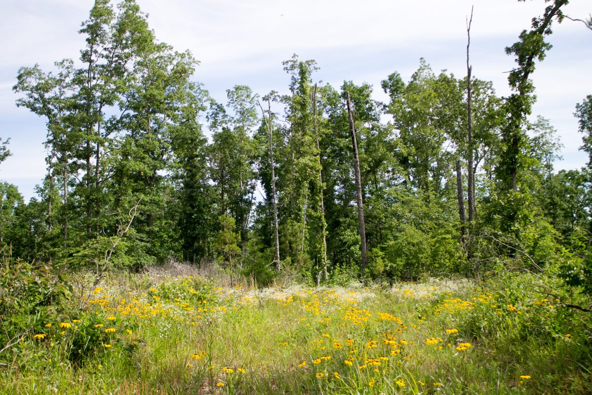 Timber Crossing Tract 31 photo 11