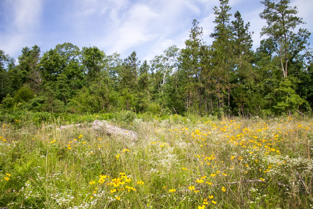 Timber Crossing Tract 31 photo 12