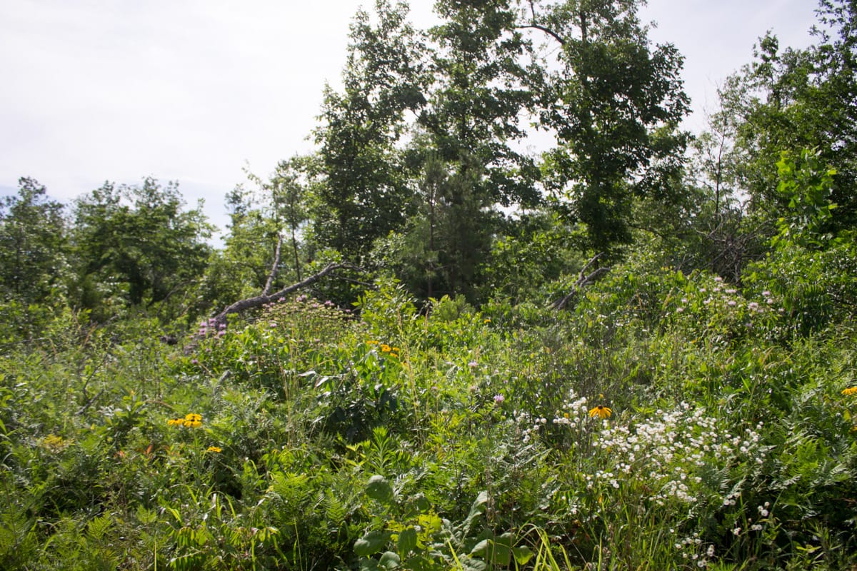 Timber Crossing Tract 31 photo 13