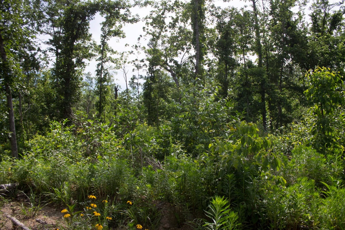 Timber Crossing Tract 31 photo 14