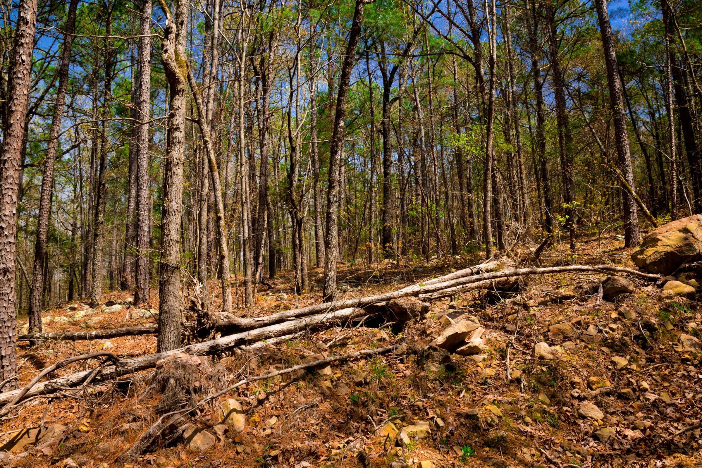 Stone Creek Phase II Tract 191 photo 6
