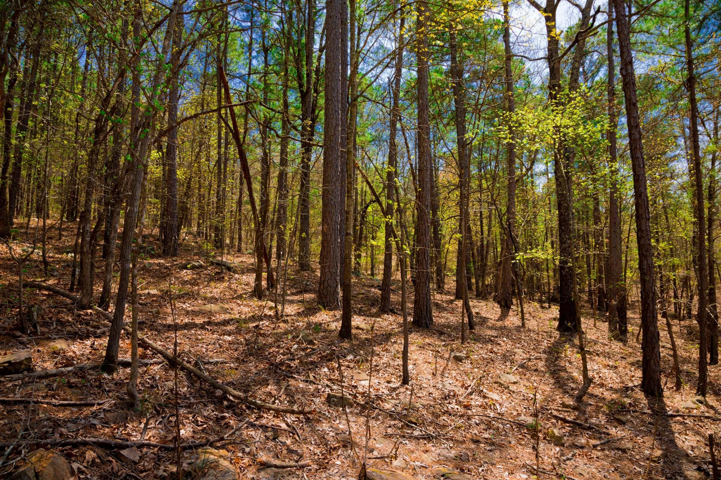 Stone Creek Phase II Tract 191 photo 10