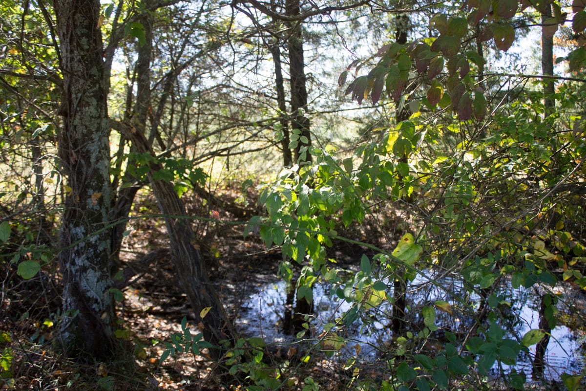 Upper Line Creek Tract 4 photo 4