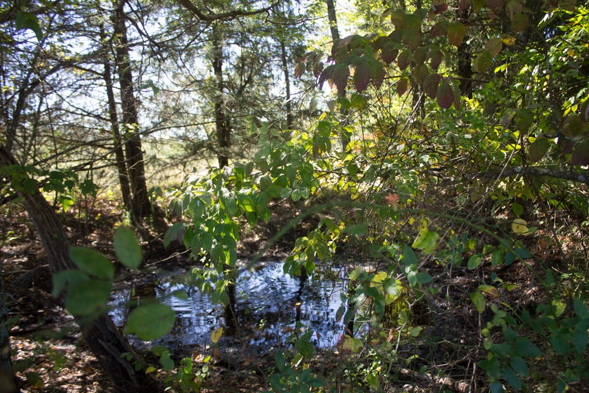 Upper Line Creek Tract 4 photo 5