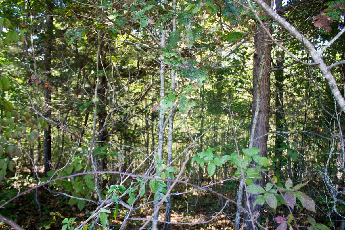 Upper Line Creek Tract 4 photo 11