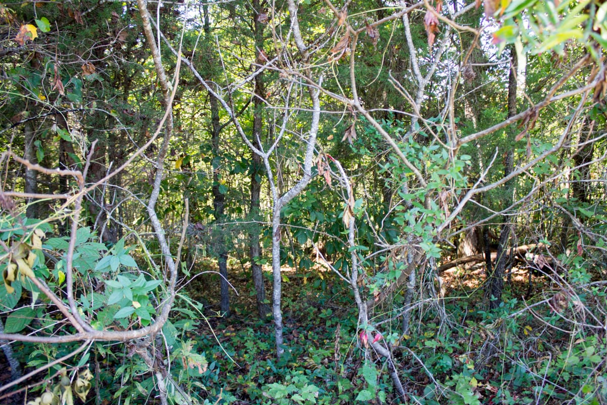 Upper Line Creek Tract 4 photo 13