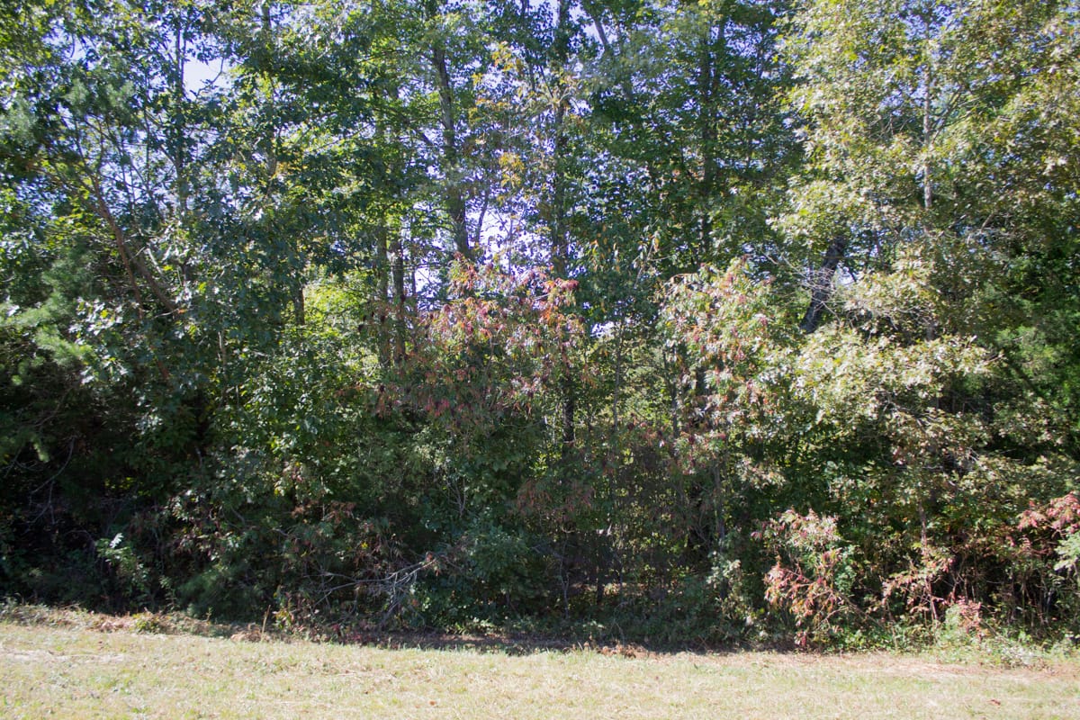 Upper Line Creek Tract 4 photo 14