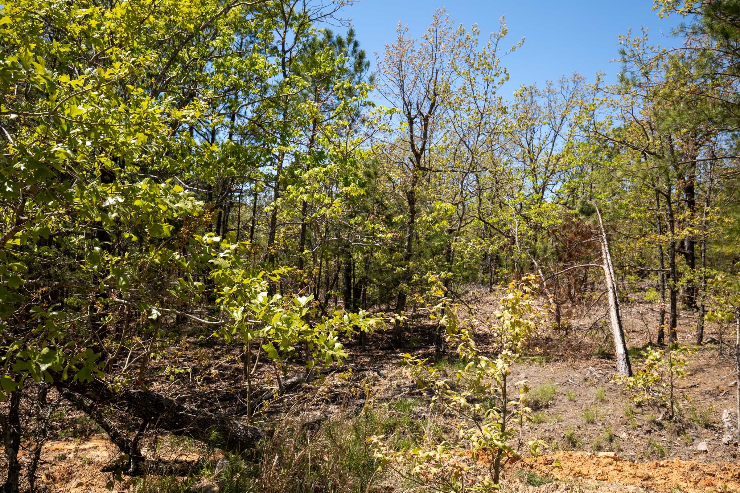 Eagle’s Nest Tract 12 photo 14