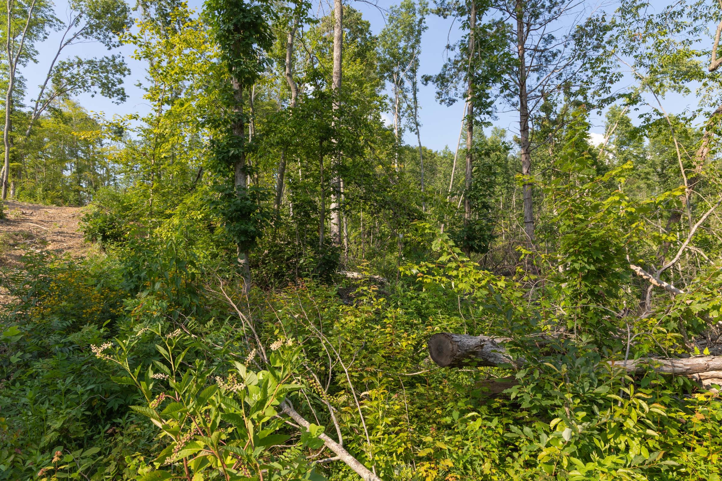 Creek Hollow Phase II Tract 82 photo 12