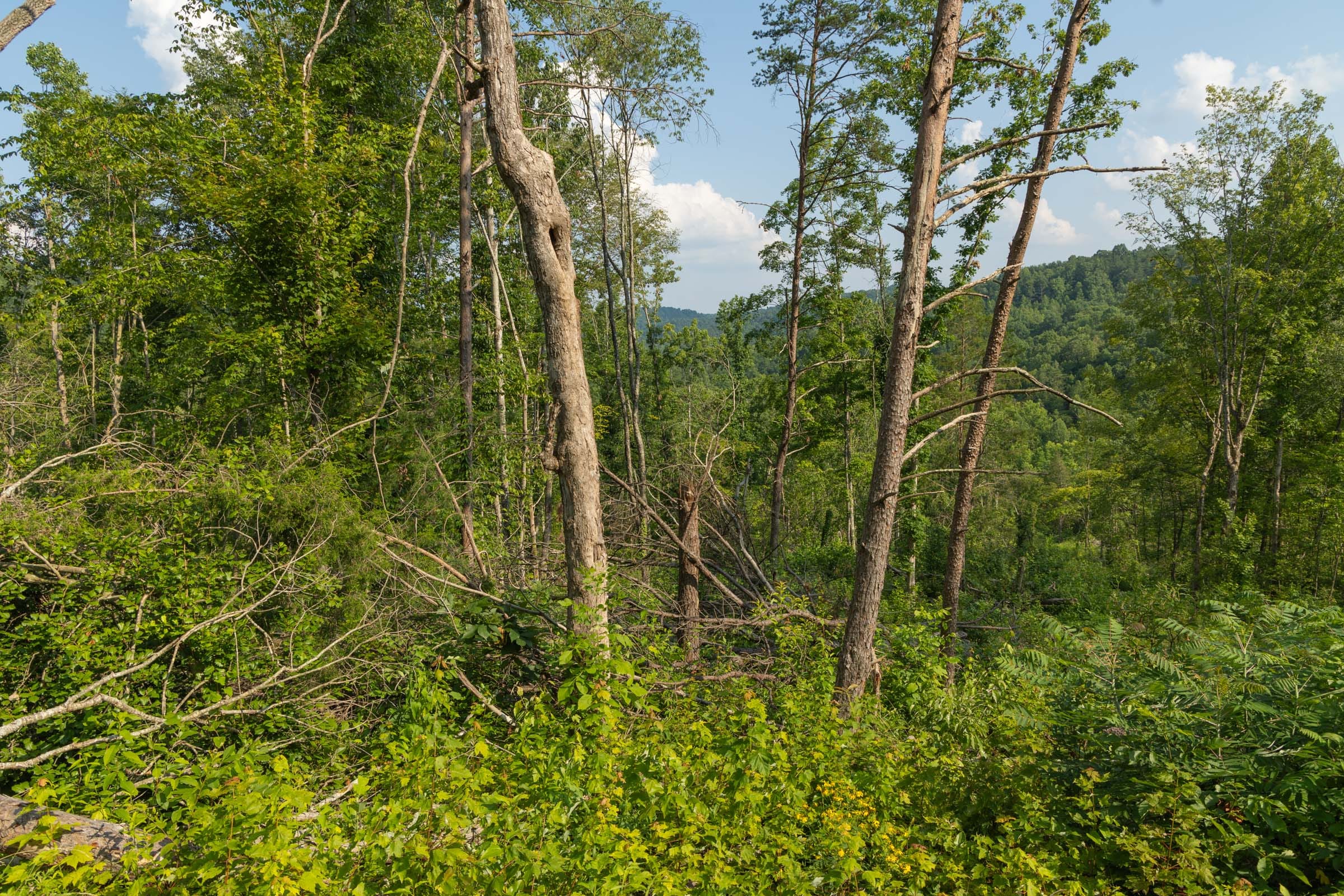 Creek Hollow Phase II Tract 82 photo 10