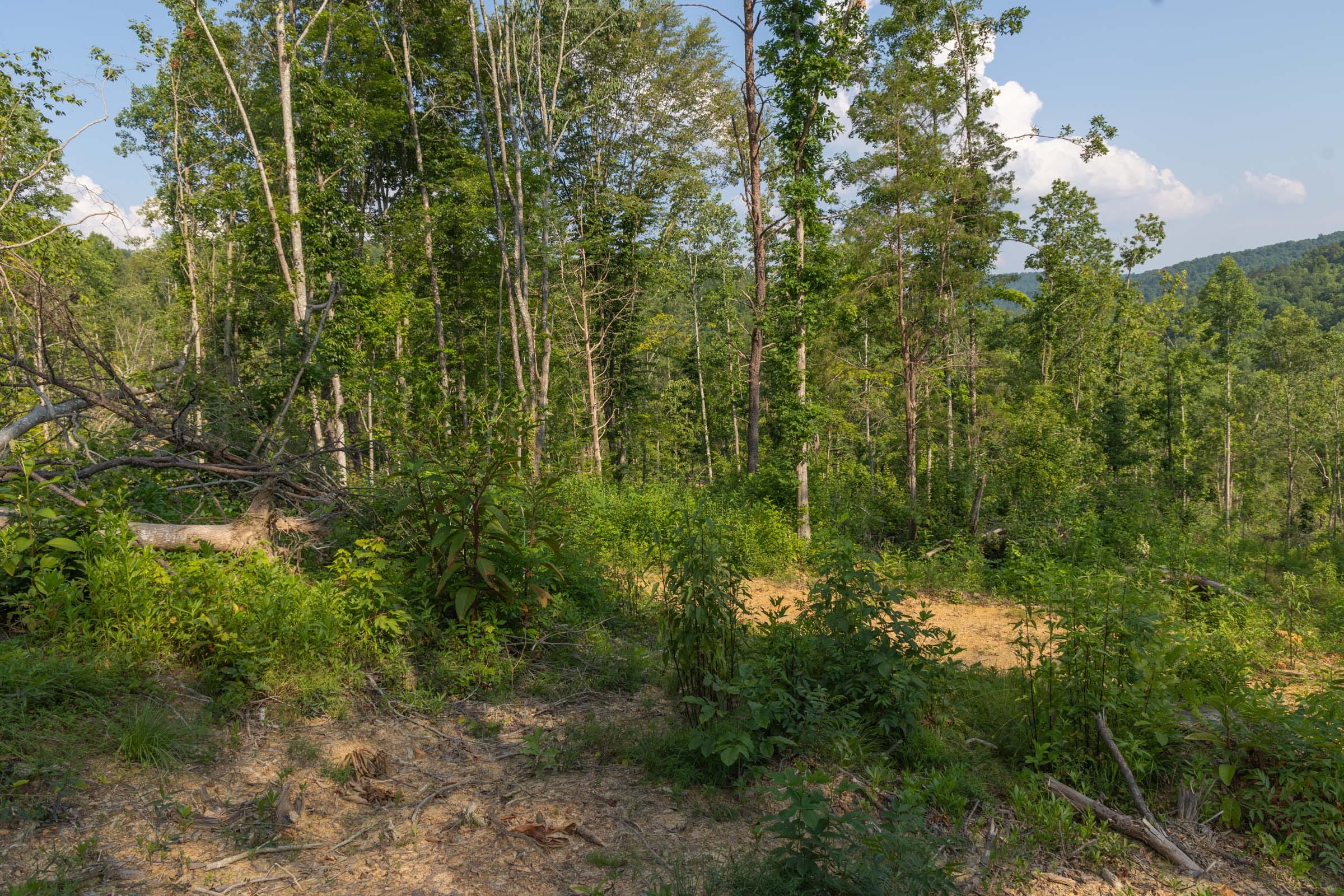 Creek Hollow Phase II Tract 82 photo 4