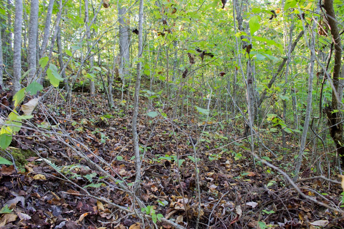 Black Oak Ranch Tract 10 photo 5