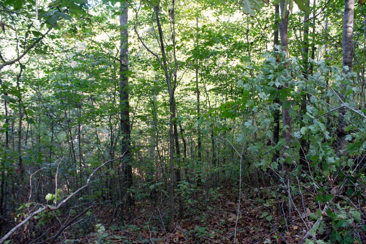 Black Oak Ranch Tract 10 photo 7