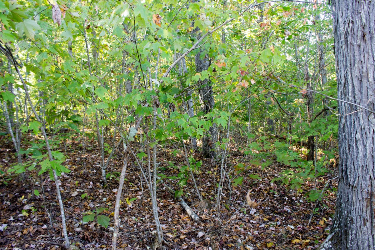 Black Oak Ranch Tract 10 photo 10