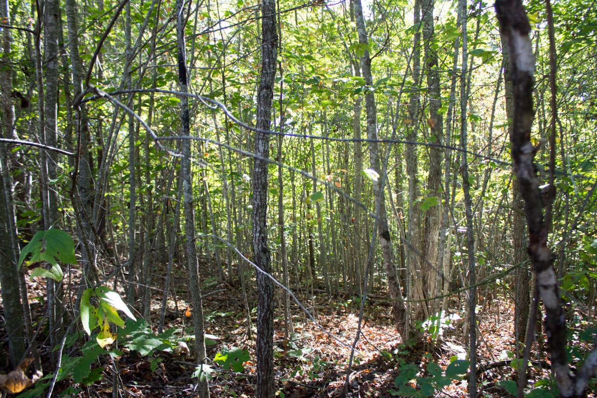 Black Oak Ranch Tract 10 photo 12