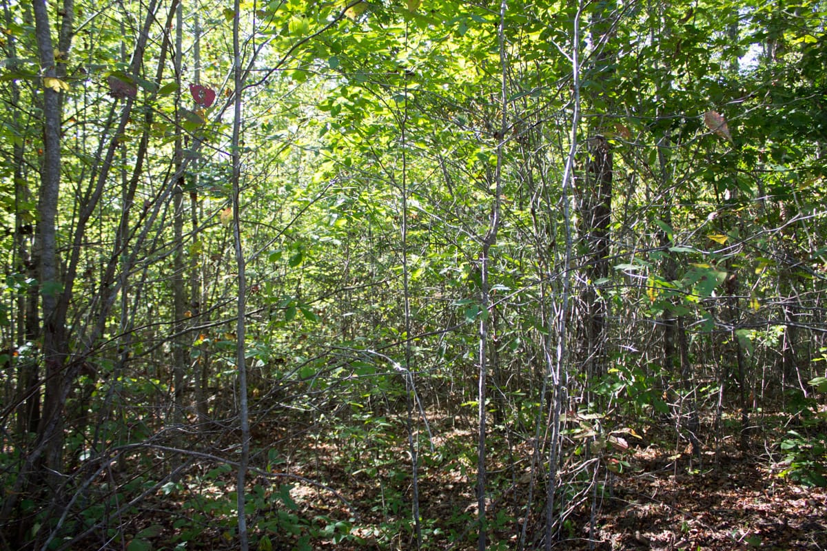 Black Oak Ranch Tract 10 photo 13