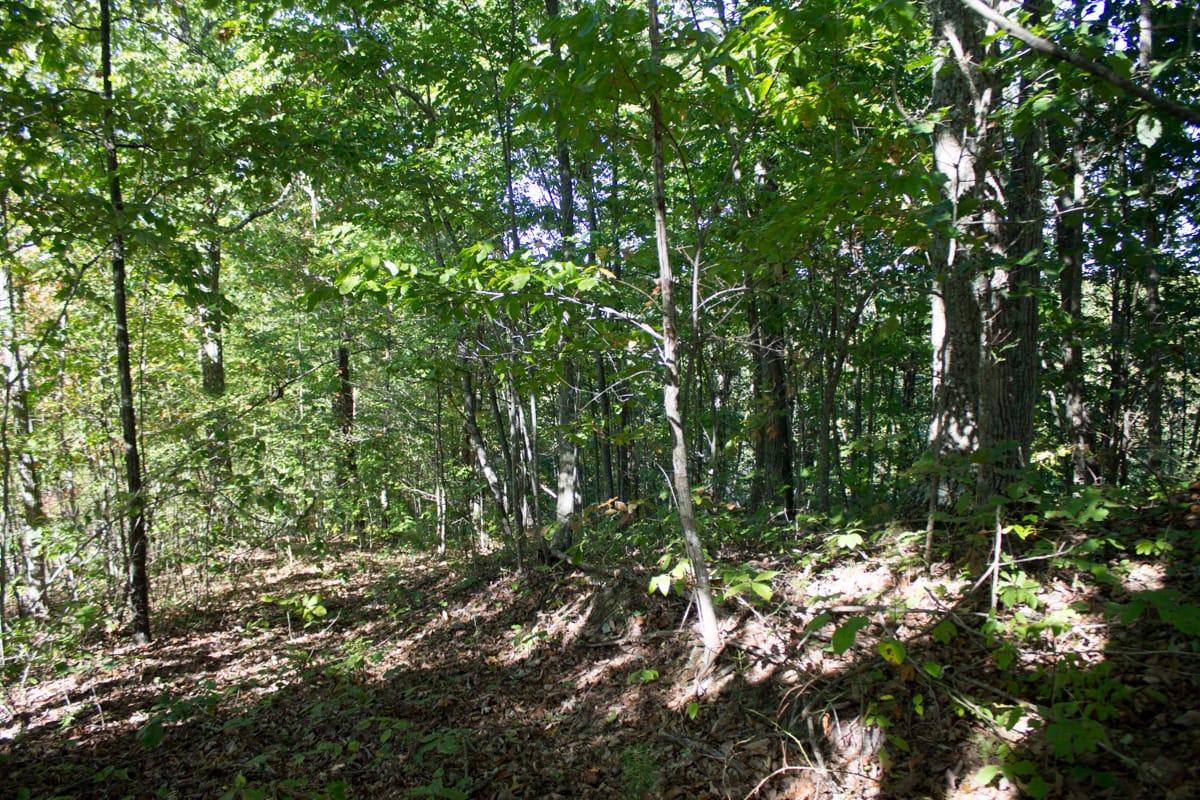 Black Oak Ranch Tract 10 photo 14