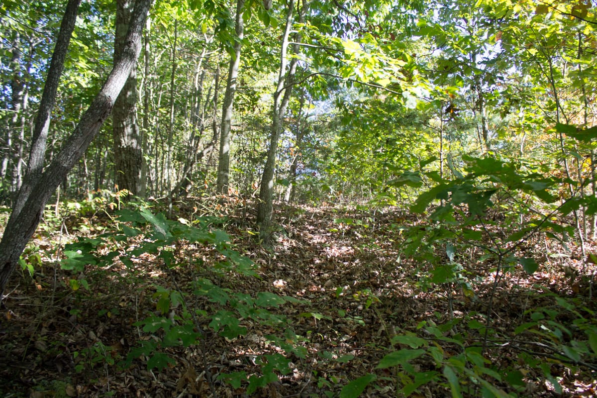 Black Oak Ranch Tract 10 photo 15