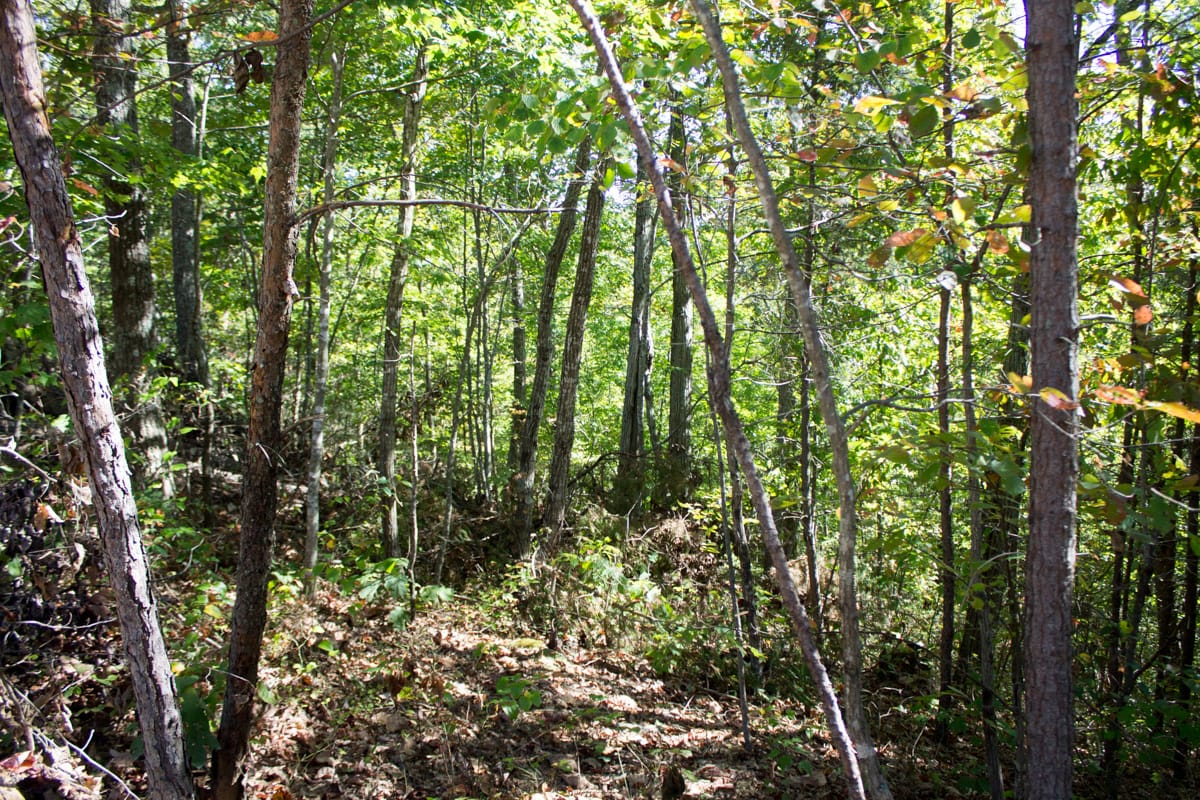 Black Oak Ranch Tract 10 photo 16