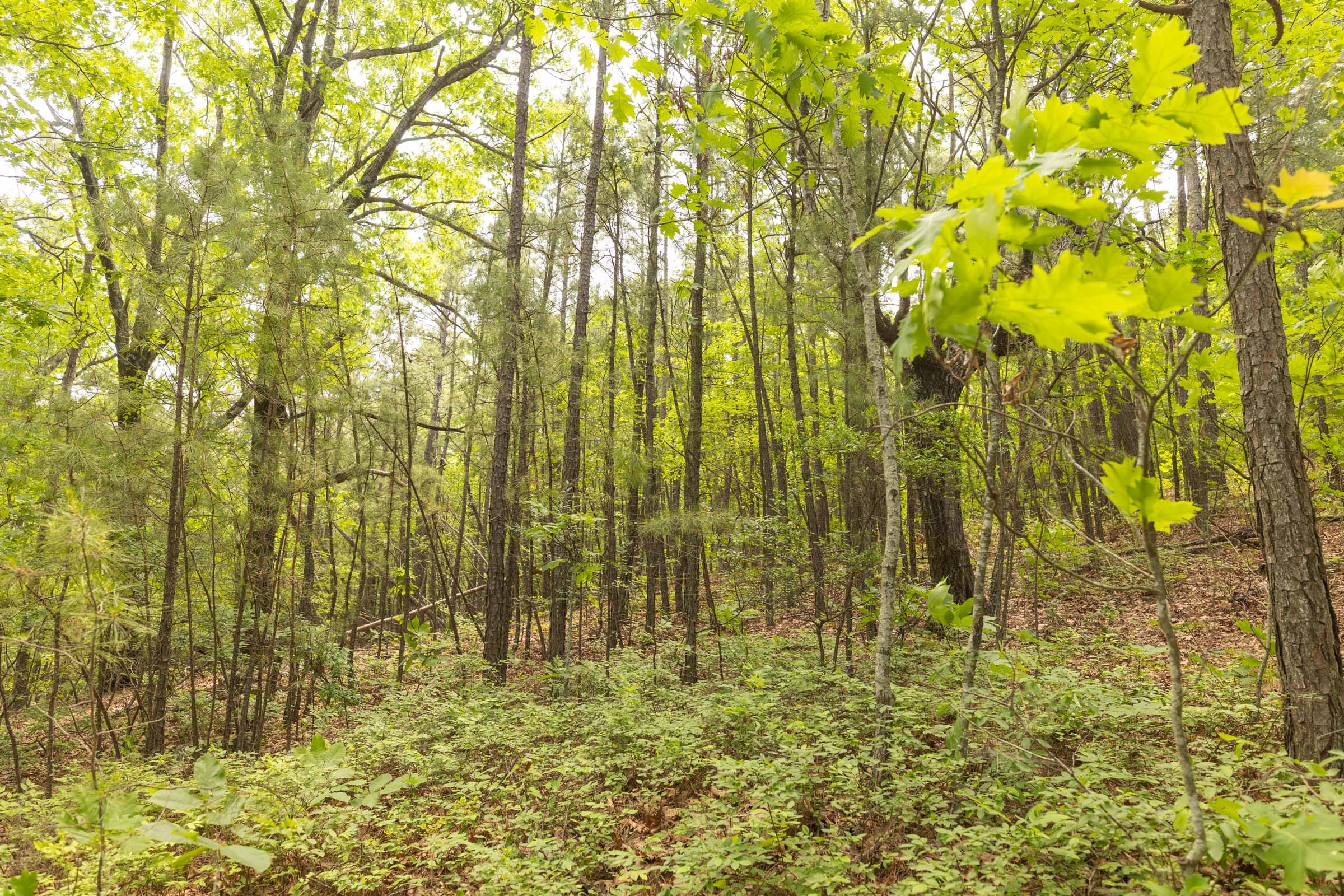 Stone Bridge Reserve Tract 34 photo 22