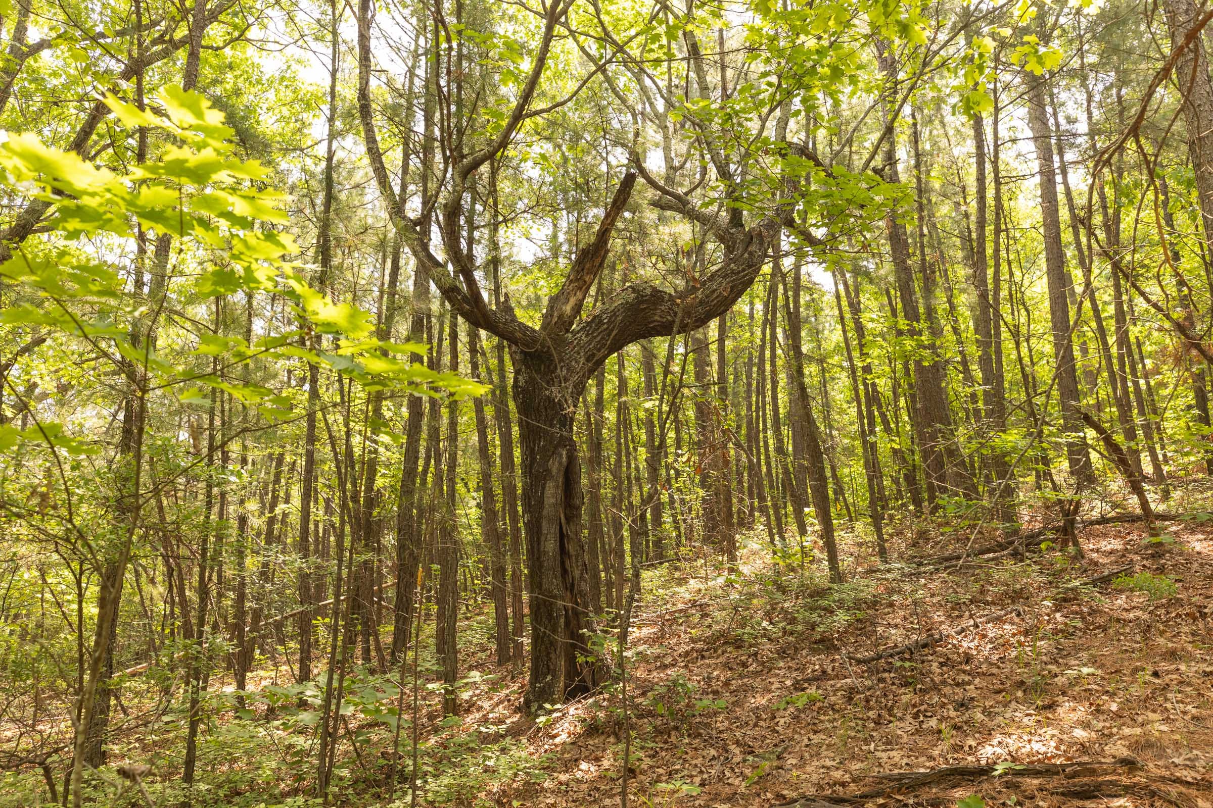Stone Bridge Reserve Tract 34 photo 20