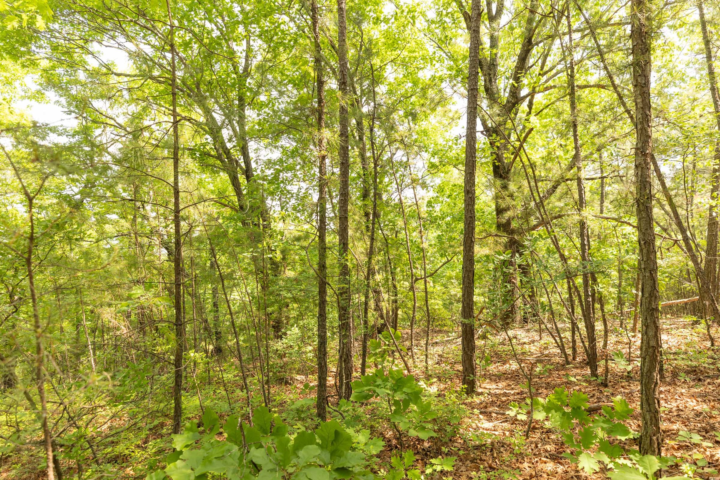 Stone Bridge Reserve Tract 34 photo 19
