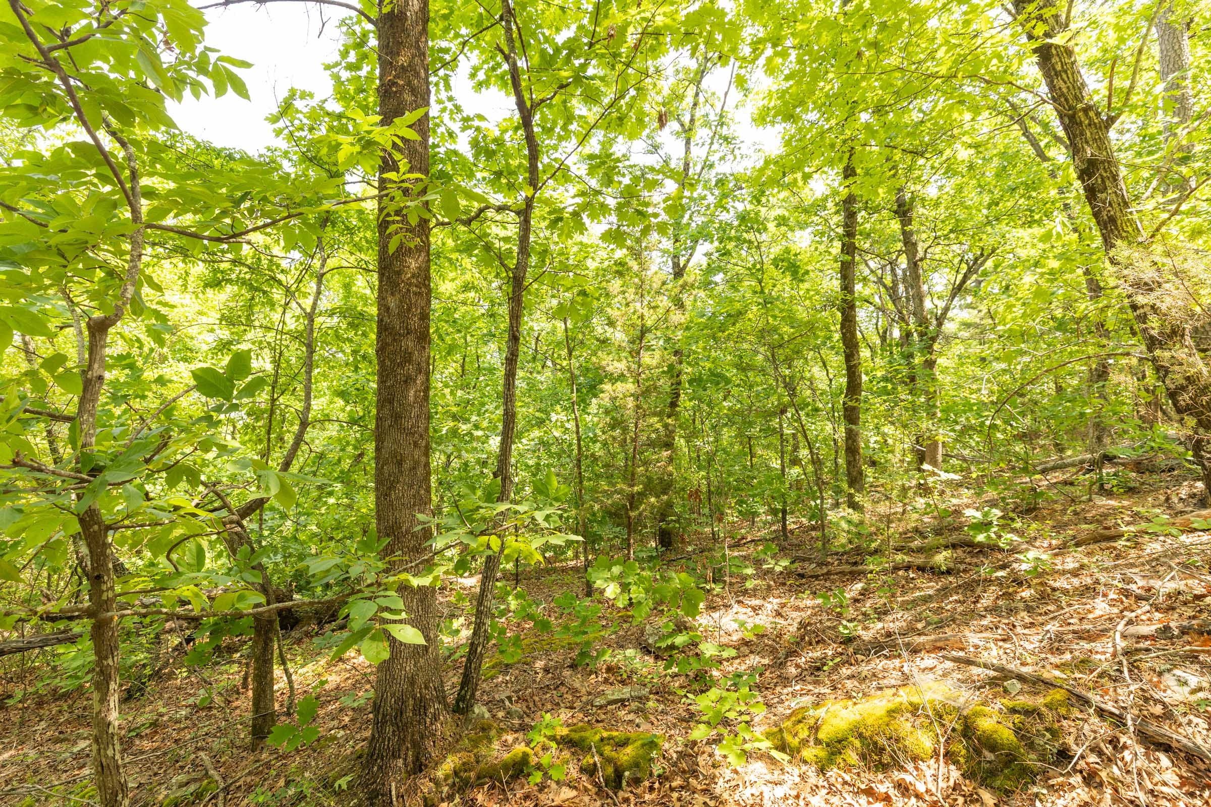 Stone Bridge Reserve Tract 34 photo 17