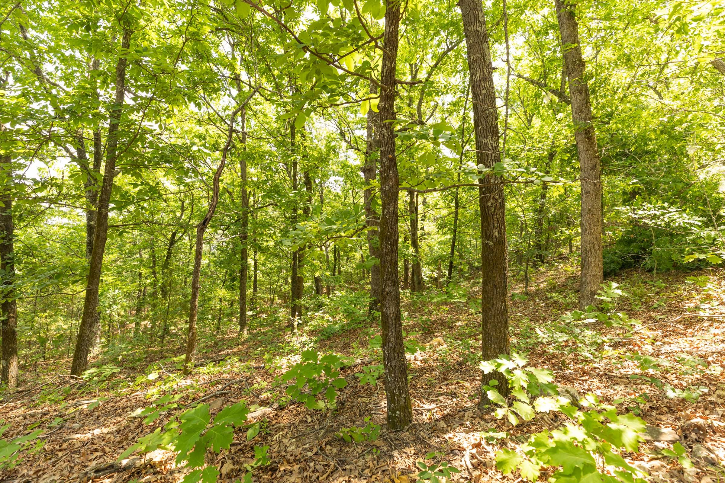 Stone Bridge Reserve Tract 34 photo 12