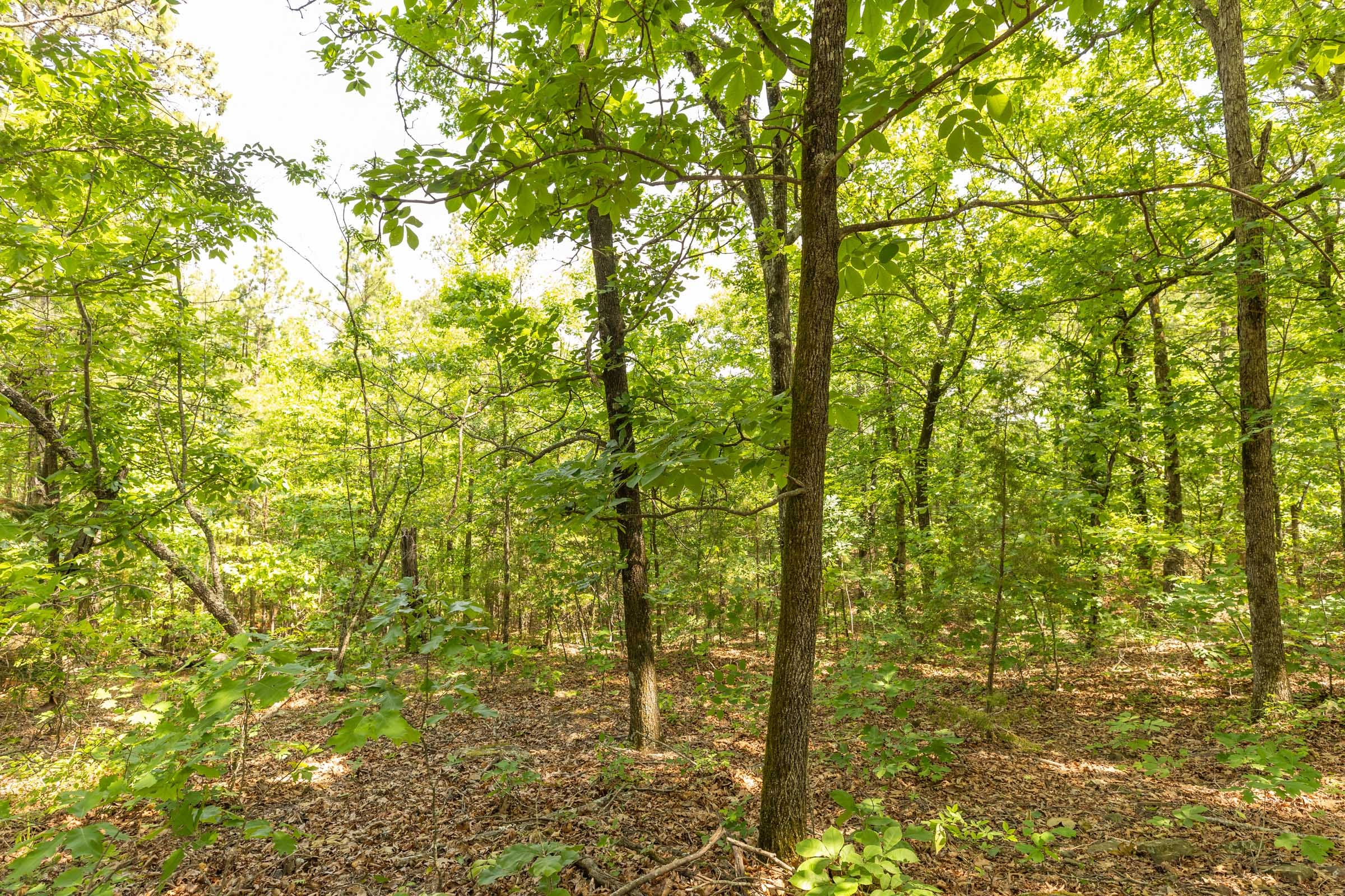 Stone Bridge Reserve Tract 34 photo 7