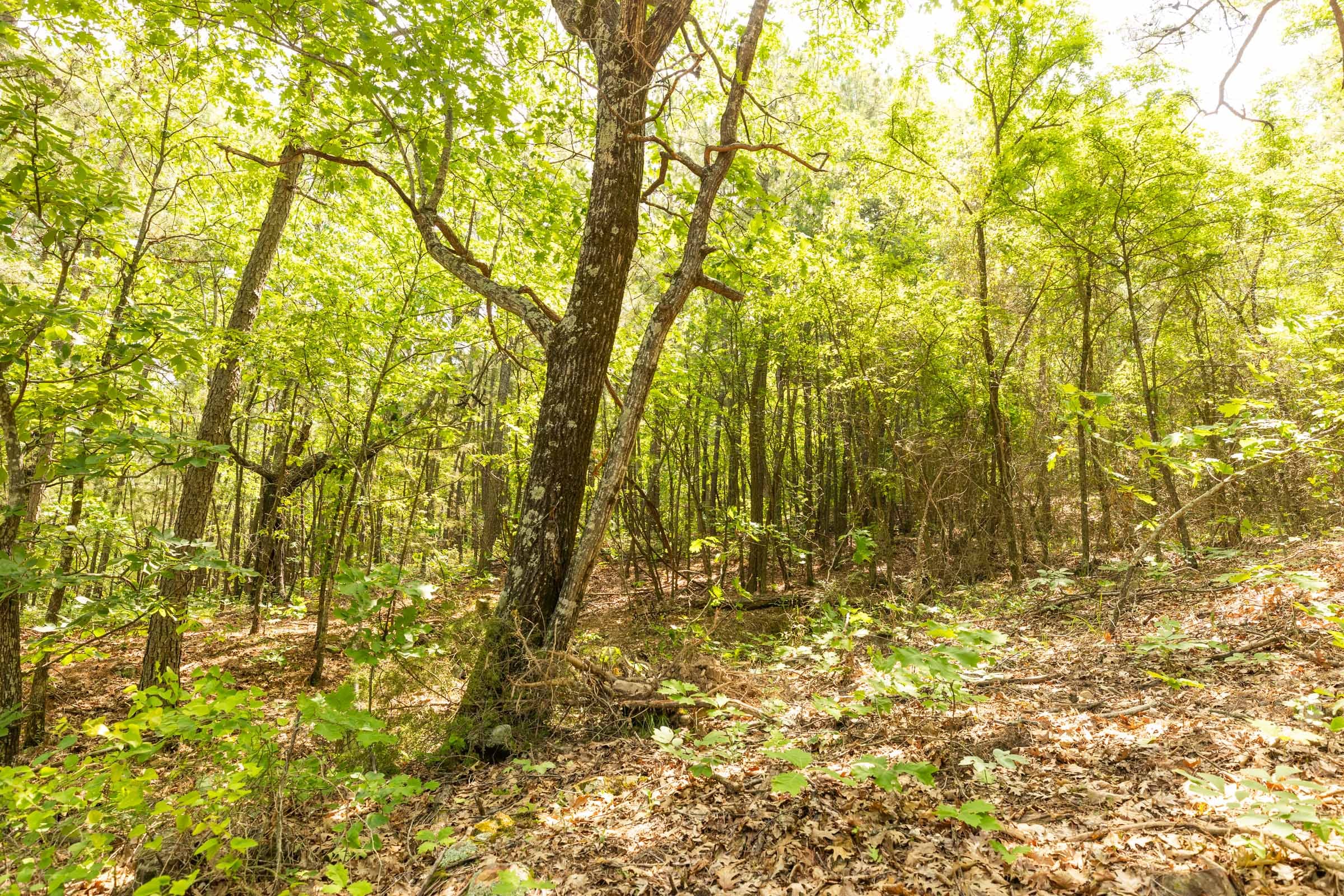 Stone Bridge Reserve Tract 34 photo 4