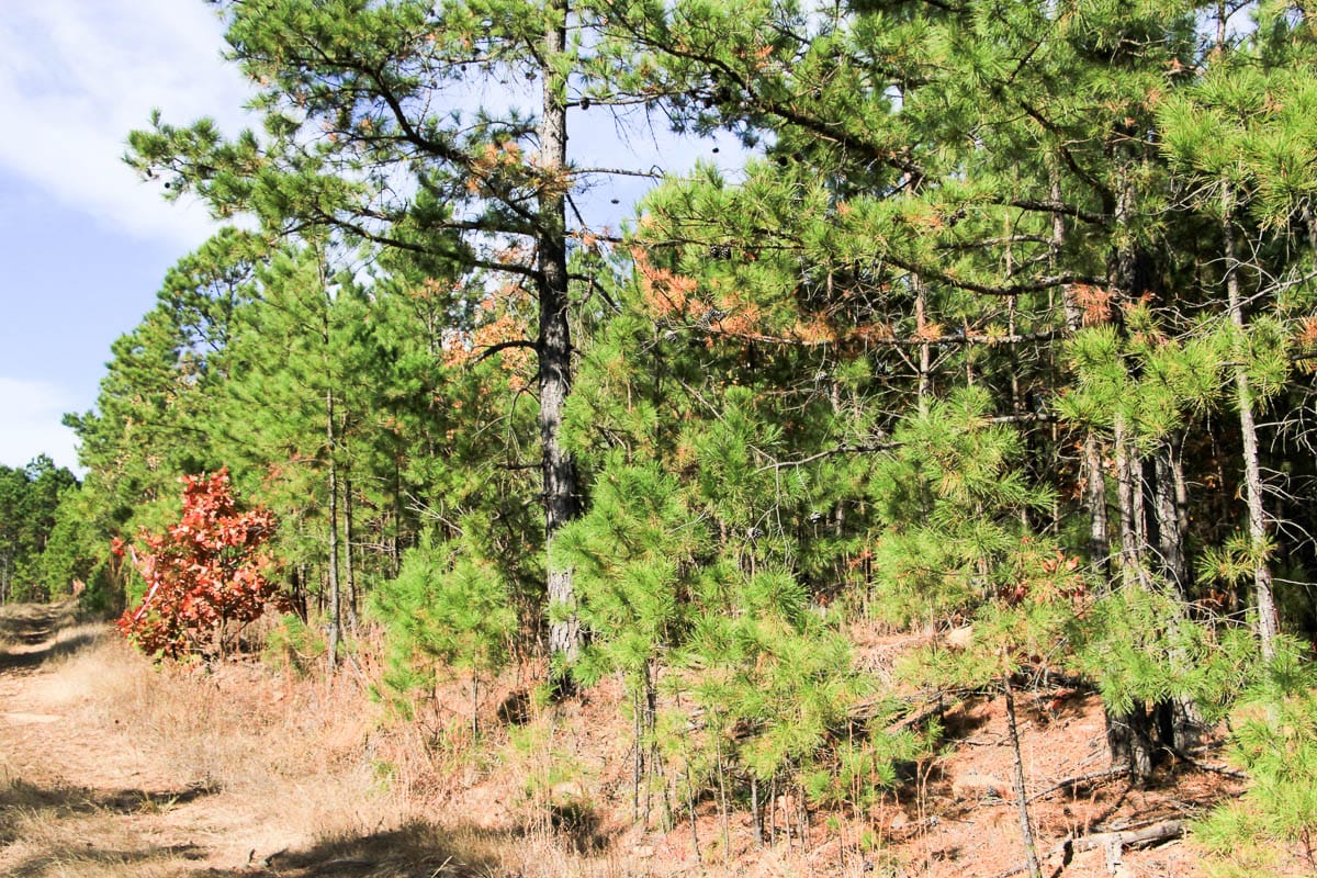 Stone Creek Phase III Tract 3 photo 2
