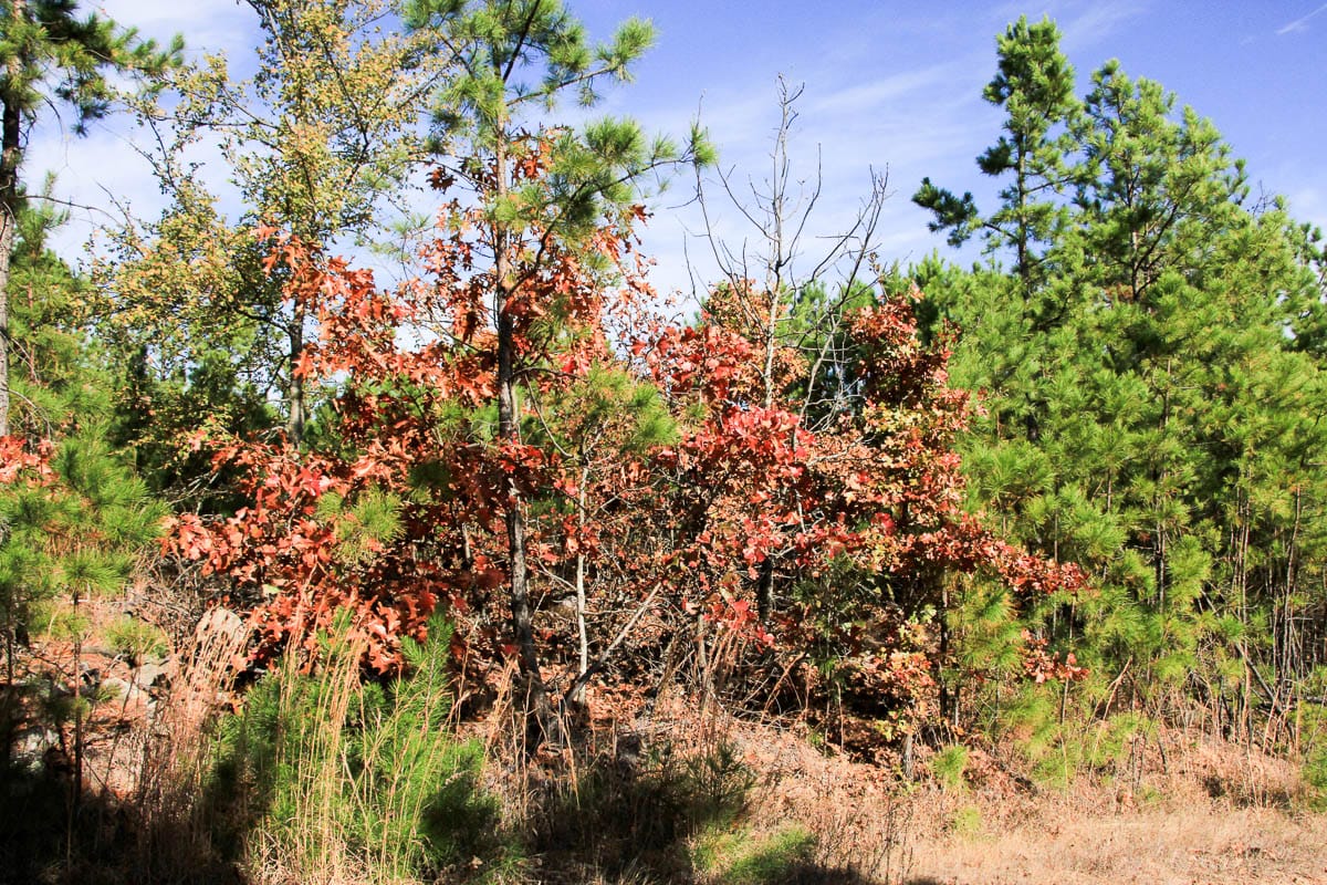 Stone Creek Phase III Tract 3 photo 3