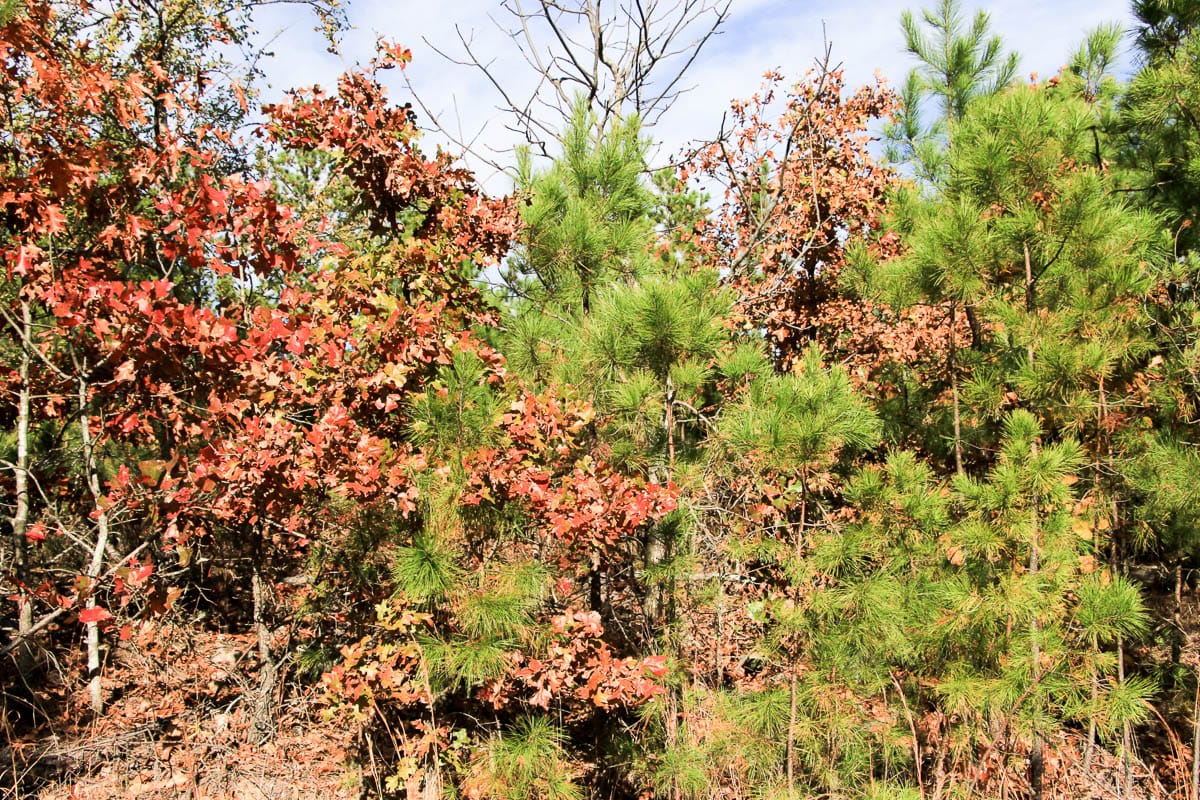 Stone Creek Phase III Tract 3 photo 4