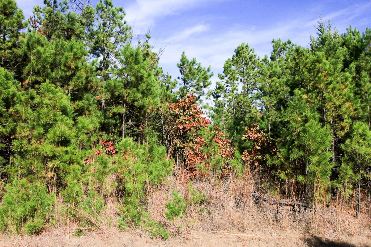 Stone Creek Phase III Tract 3 photo 6