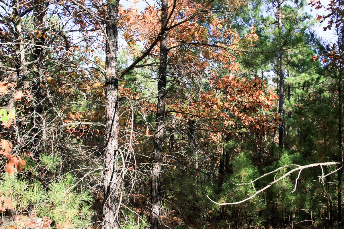 Stone Creek Phase III Tract 3 photo 8