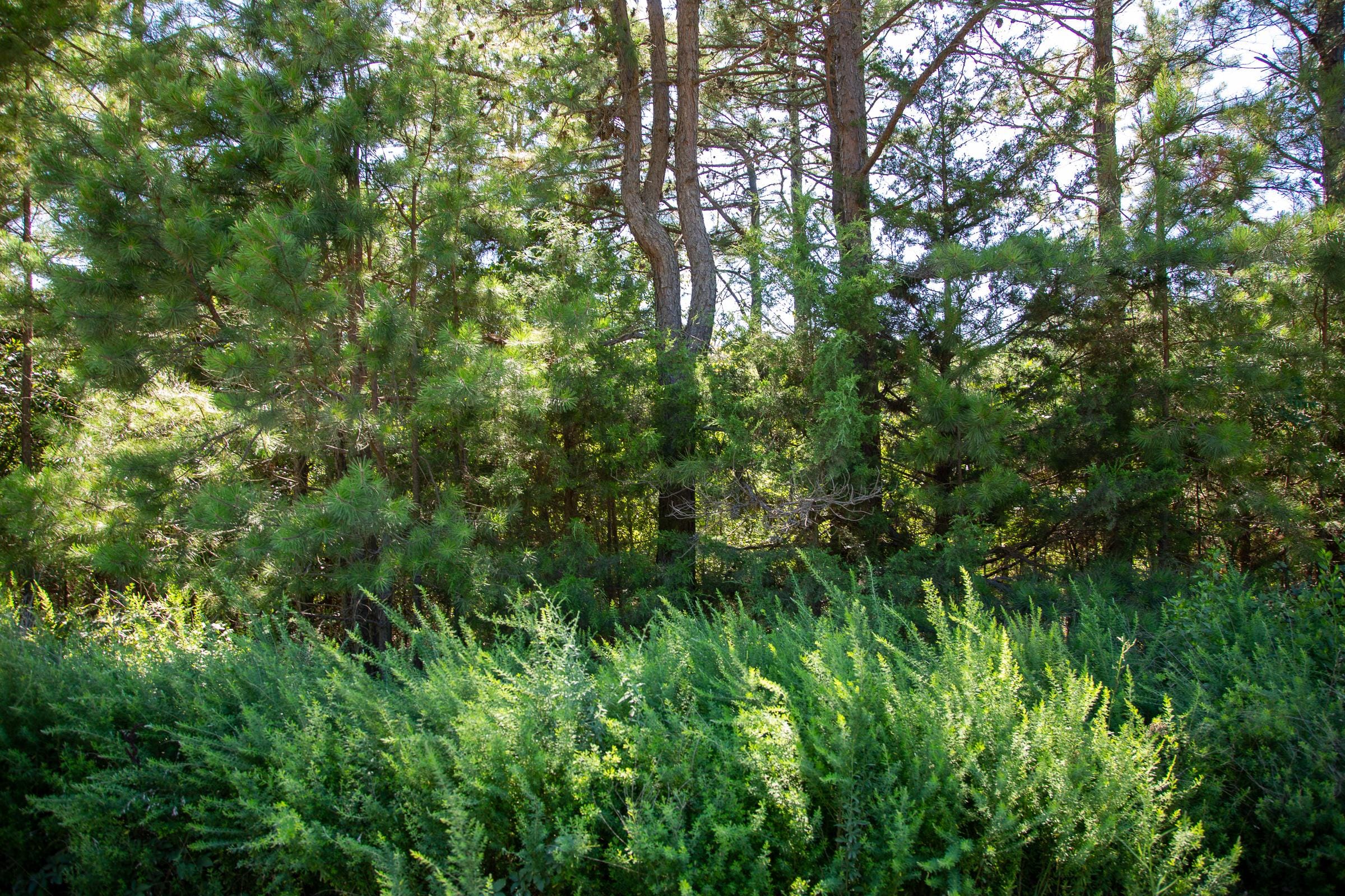 Tyler Stone Ranch Tract 5 photo 5