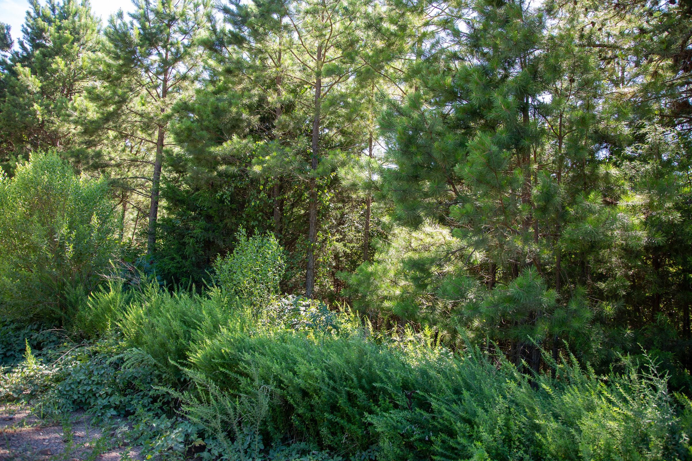 Tyler Stone Ranch Tract 5 photo 7