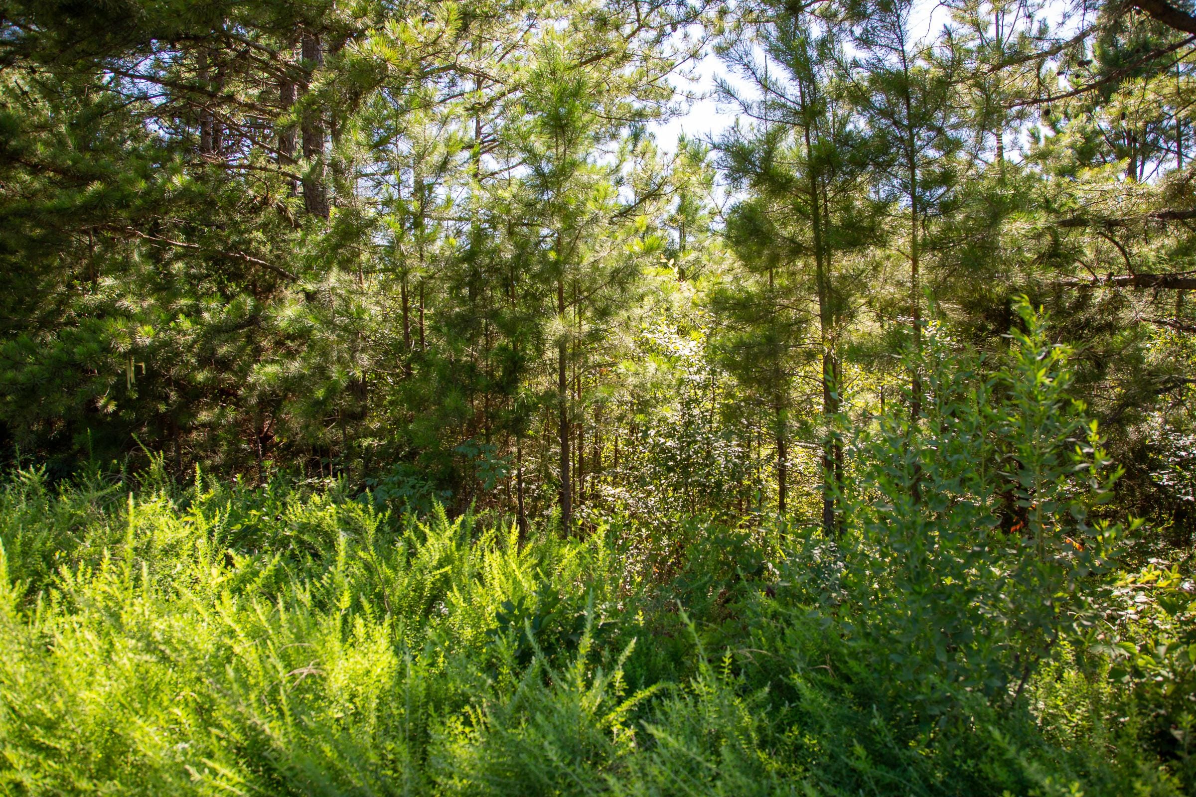 Tyler Stone Ranch Tract 5 photo 8