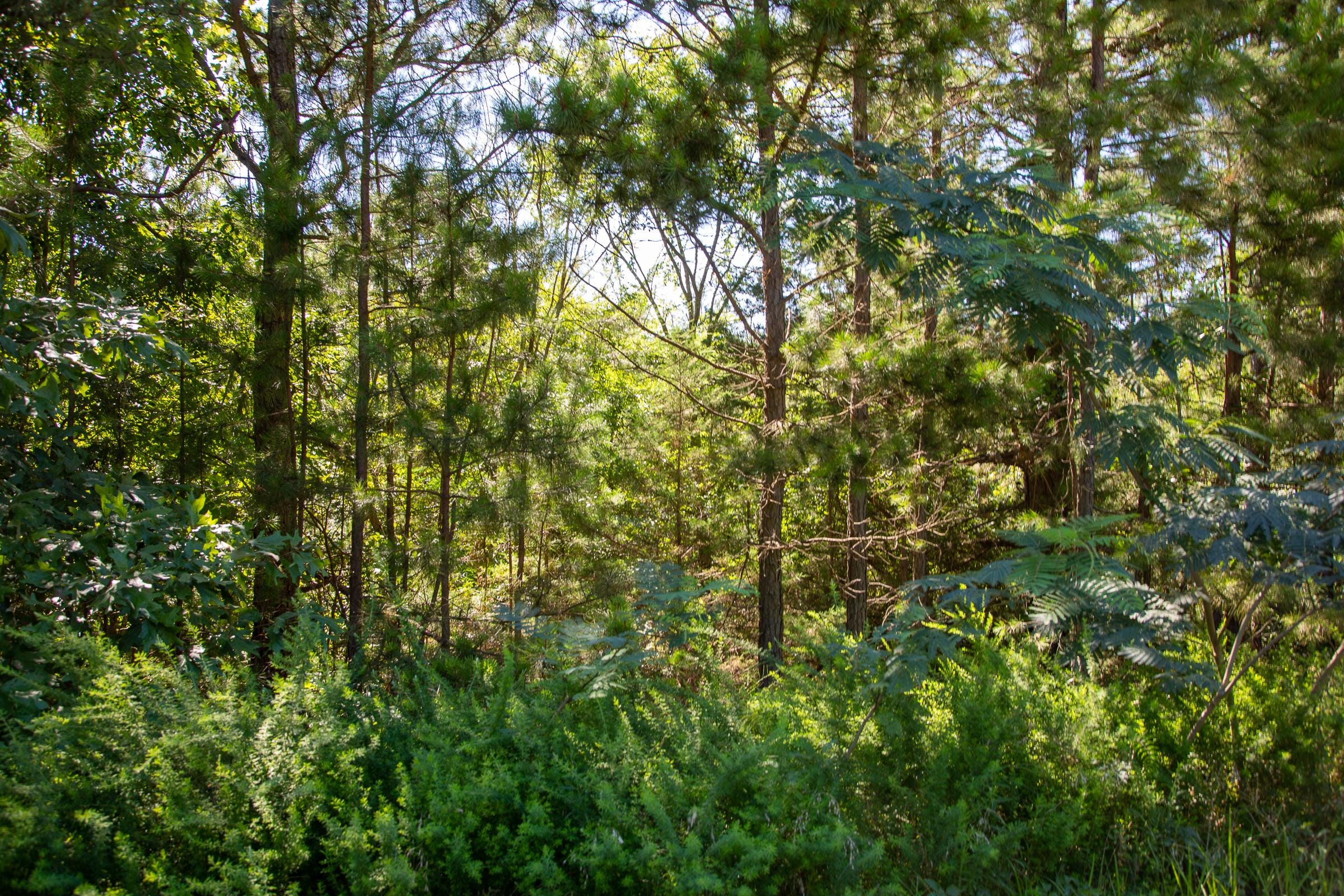 Tyler Stone Ranch Tract 5 photo 10