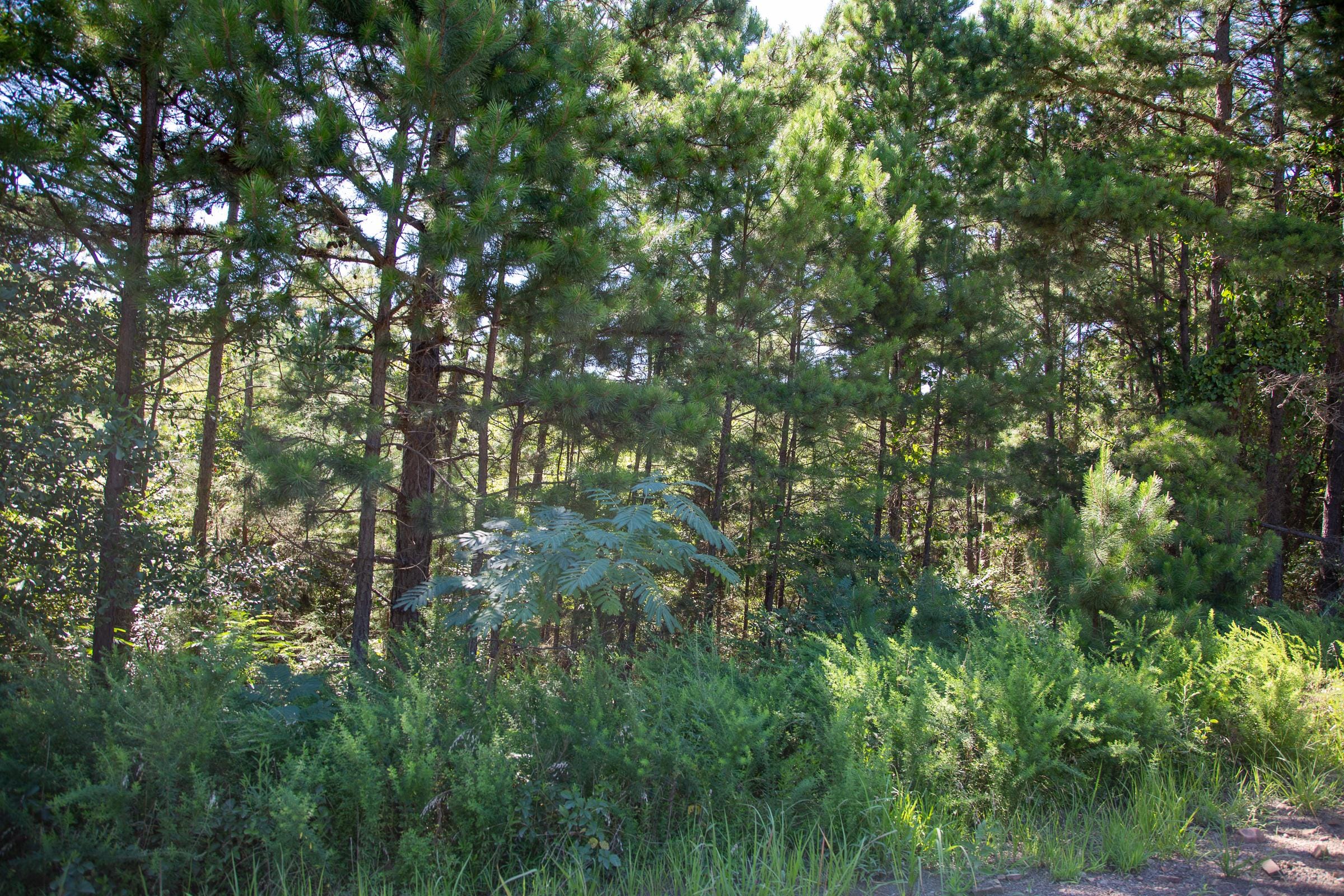 Tyler Stone Ranch Tract 5 photo 11