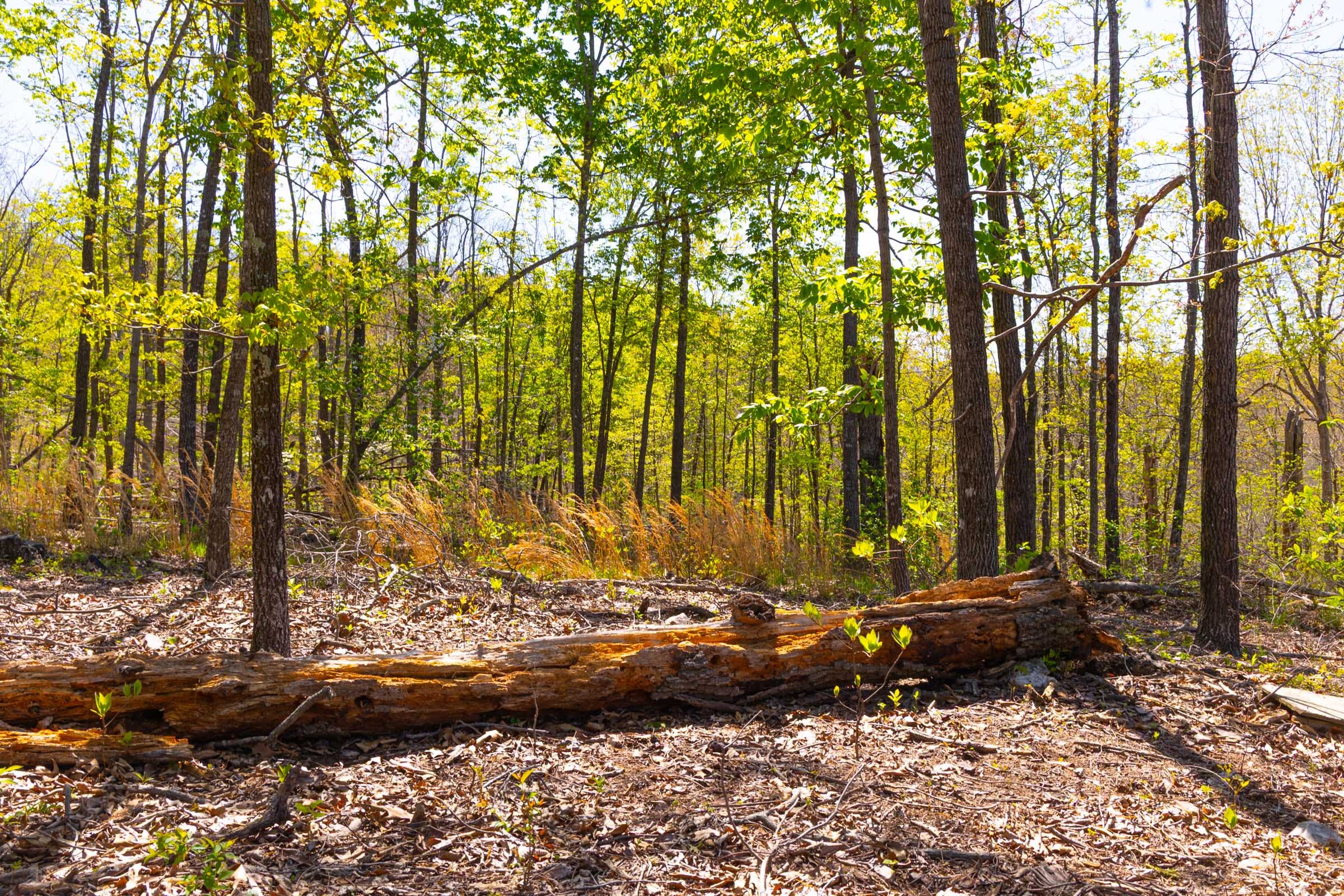 Lazybrook Tract 11 photo 13