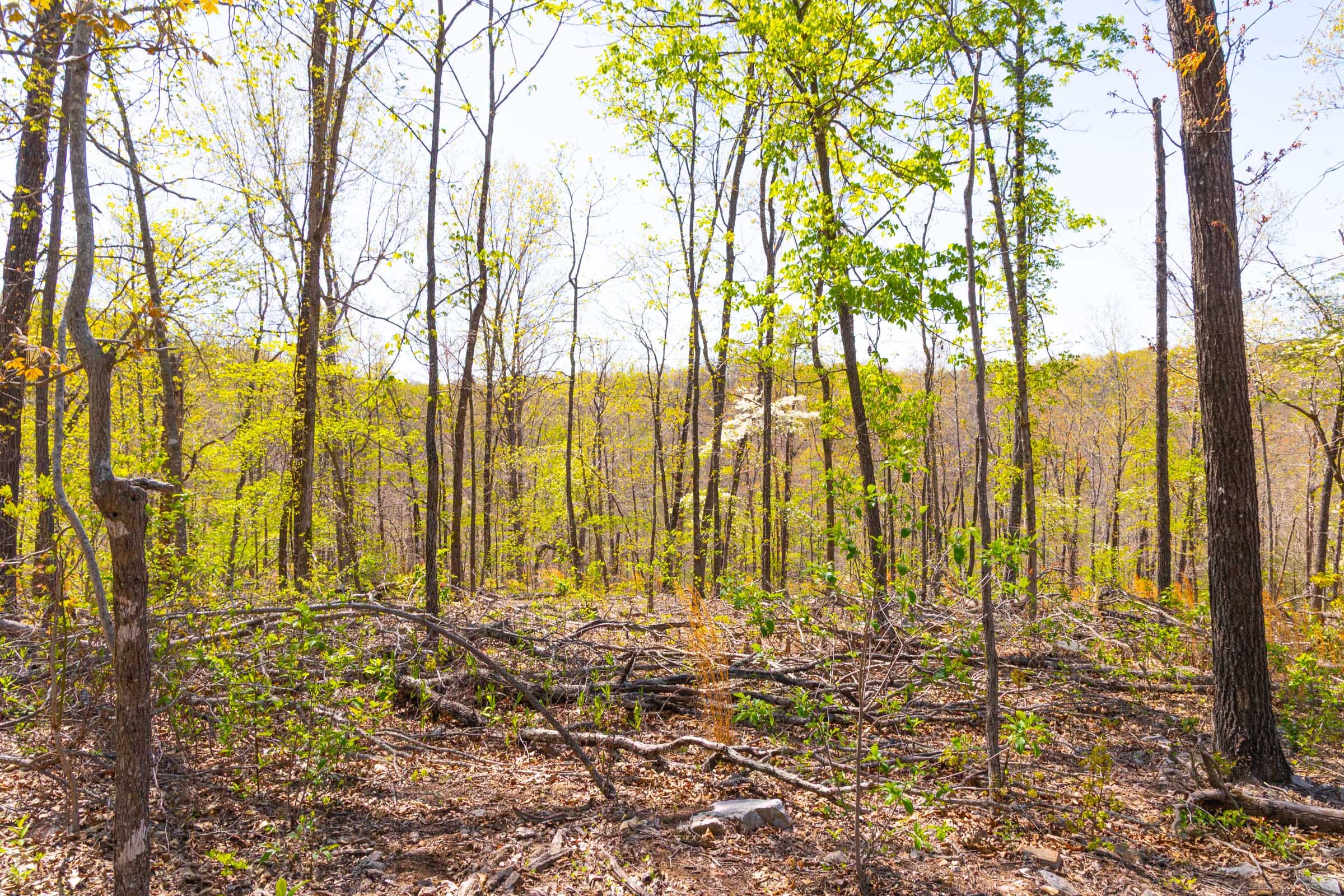 Lazybrook Tract 11 photo 6