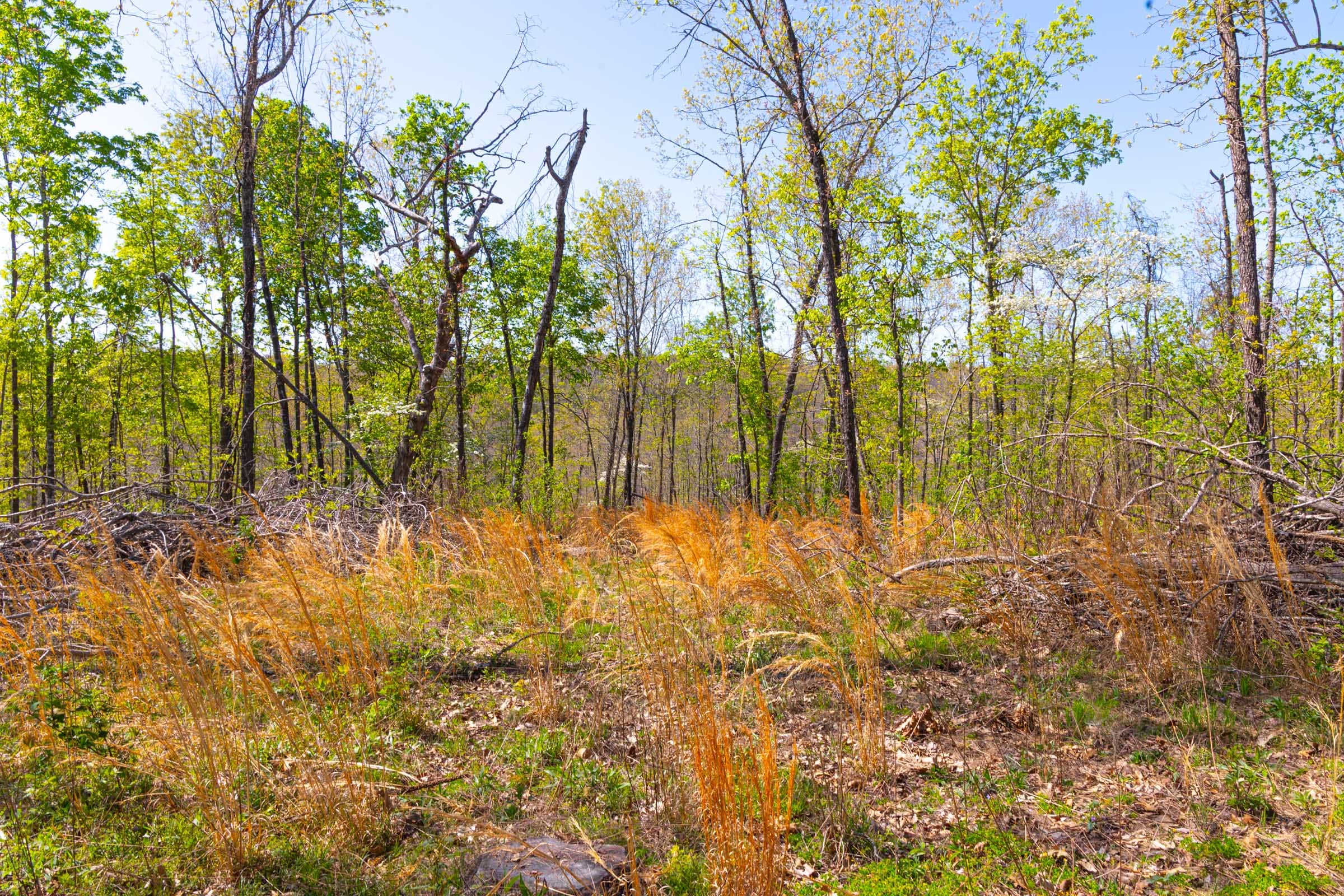 Lazybrook Tract 11 photo 7