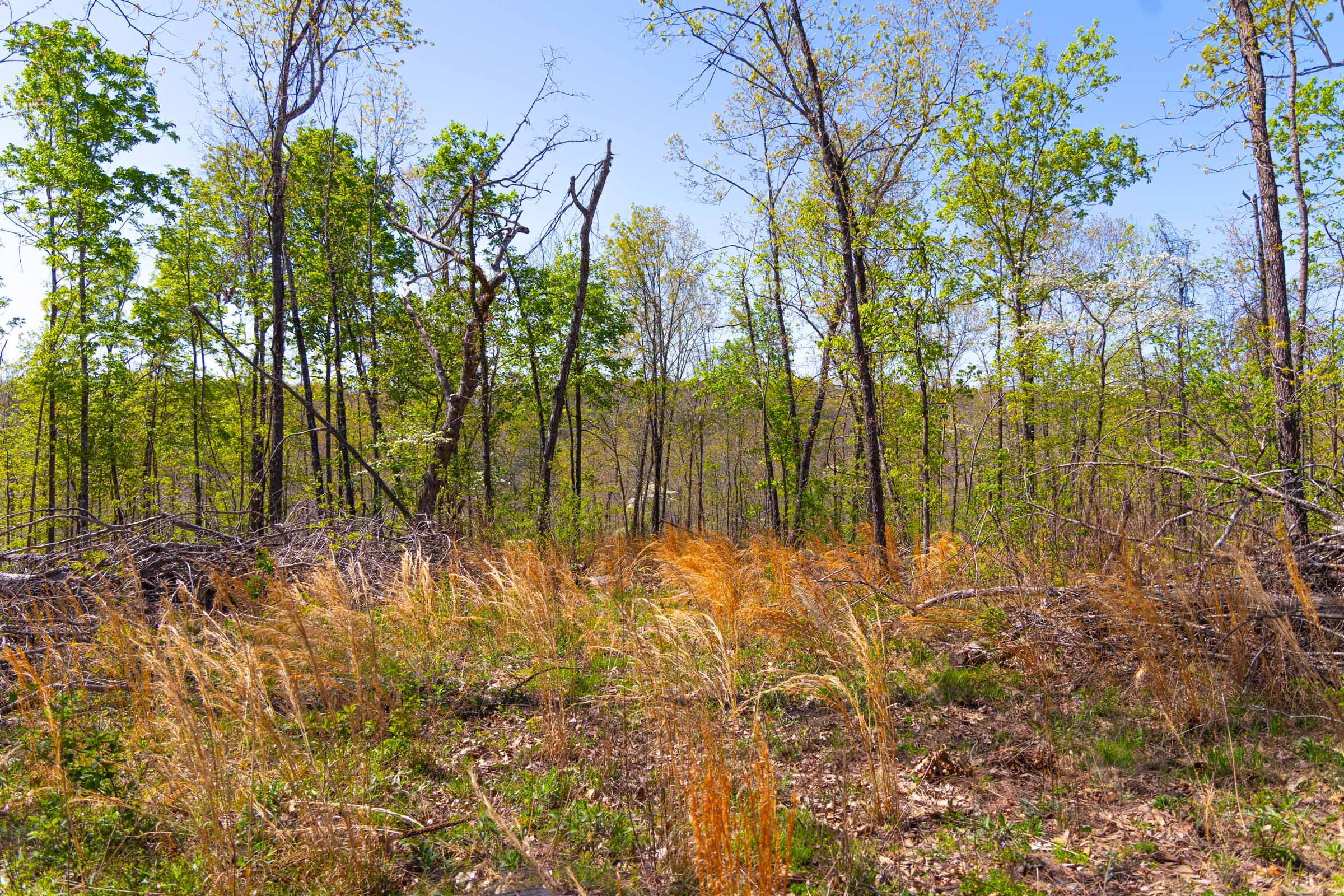 Lazybrook Tract 11 photo 9