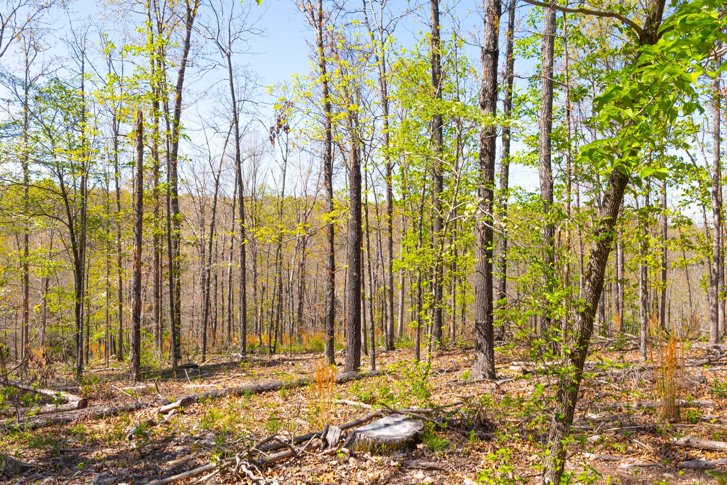 Lazybrook Tract 11 photo 10