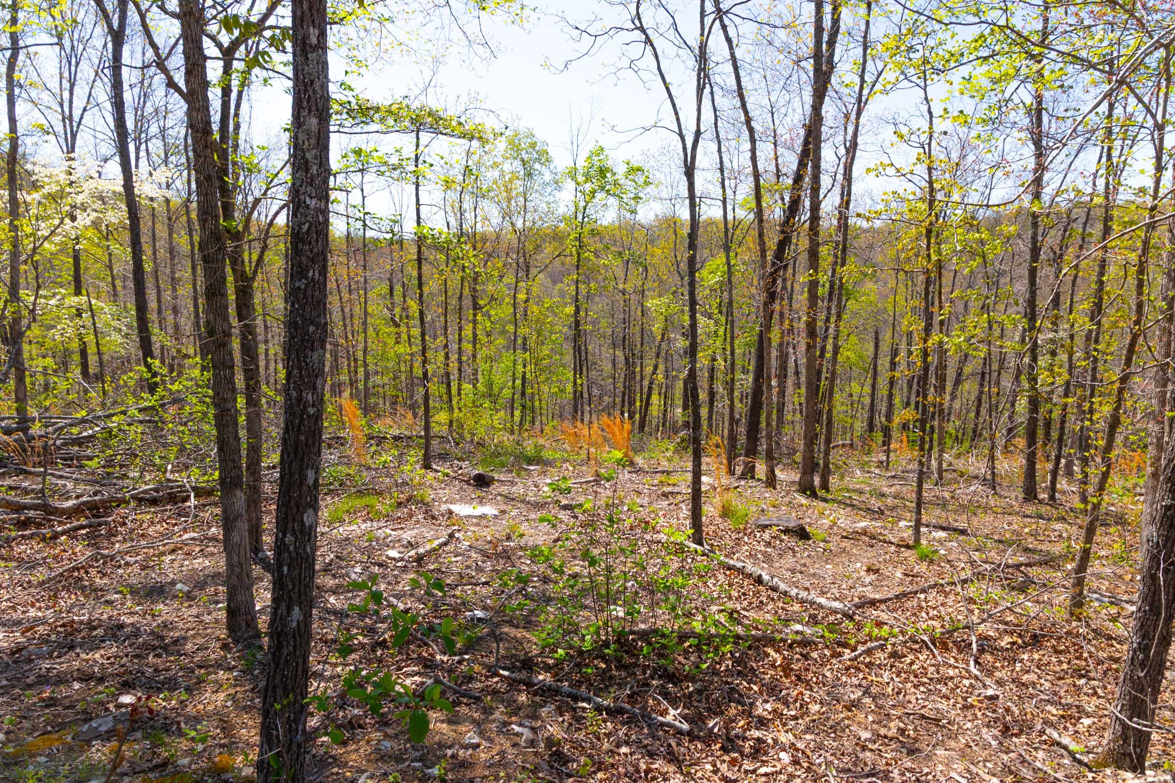 Lazybrook Tract 11 photo 11