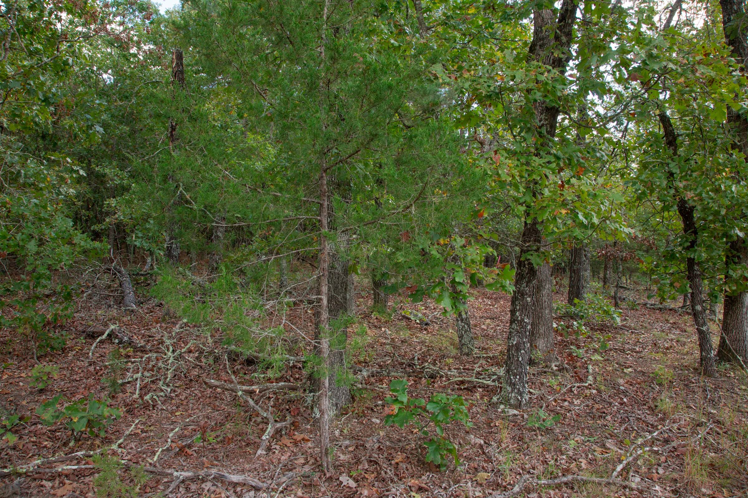 Wagon Wheel Ranch Tract 43 photo 5