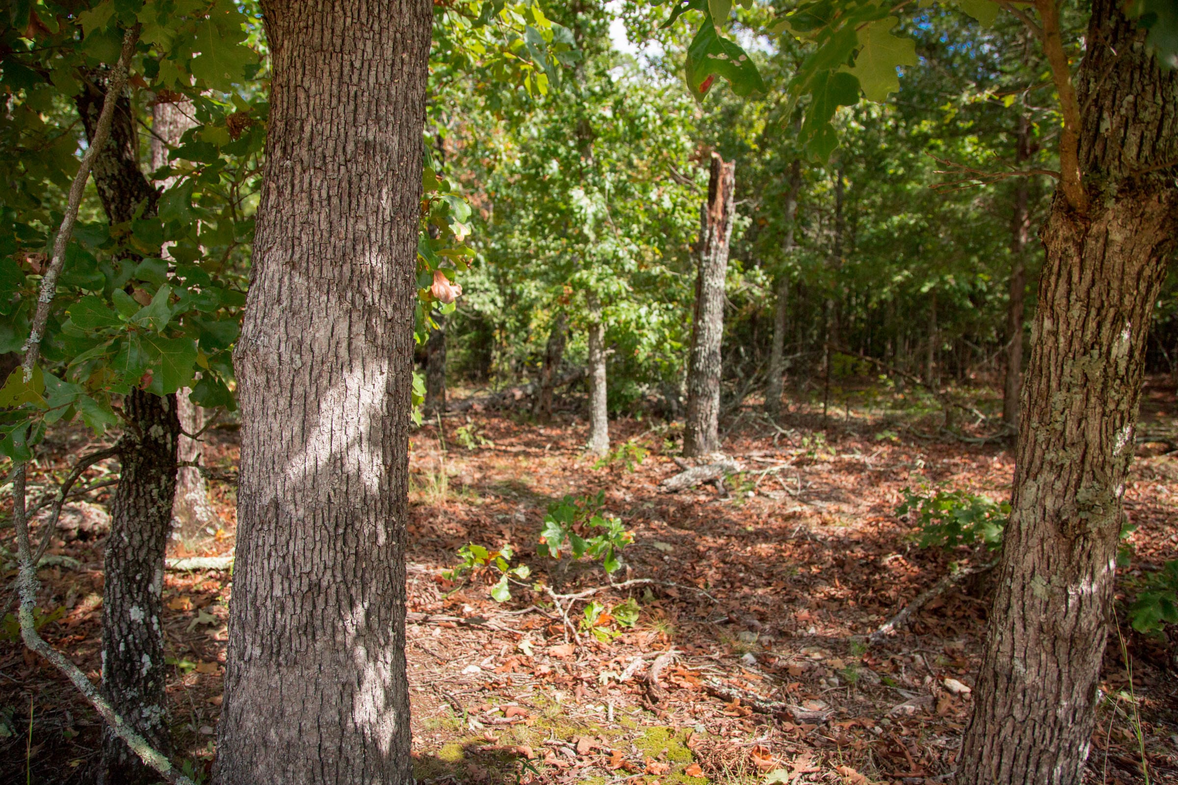 Wagon Wheel Ranch Tract 43 photo 7